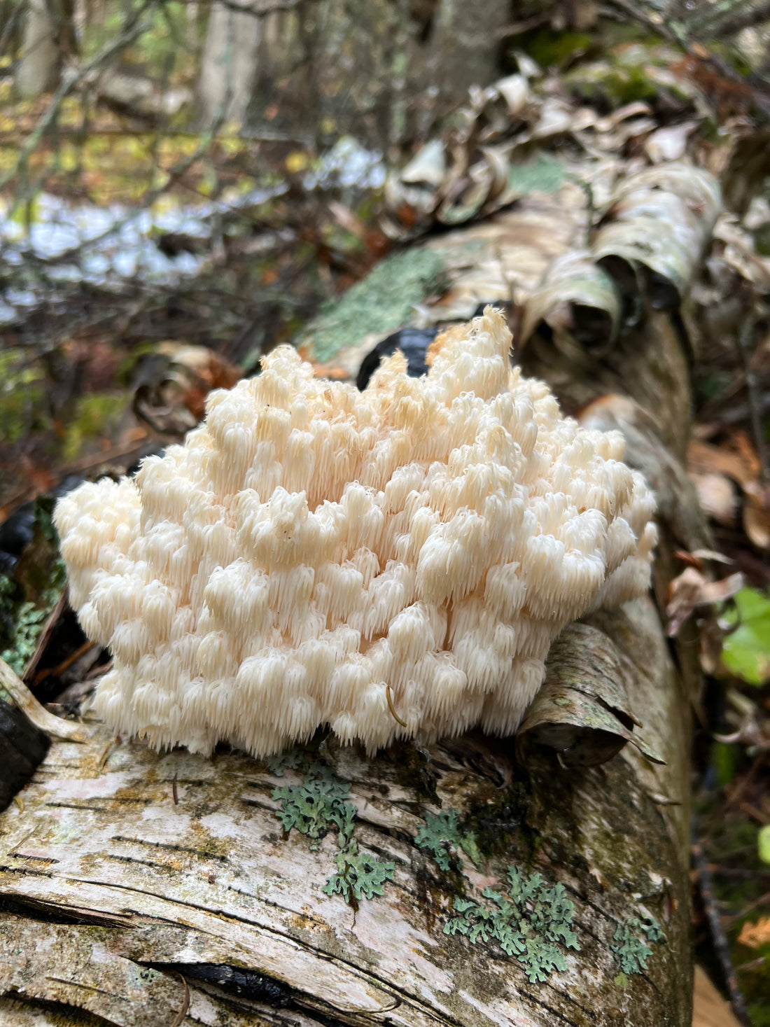 Unlocking the Potential Health Benefits of Lion’s Mane and Cordyceps Mushrooms