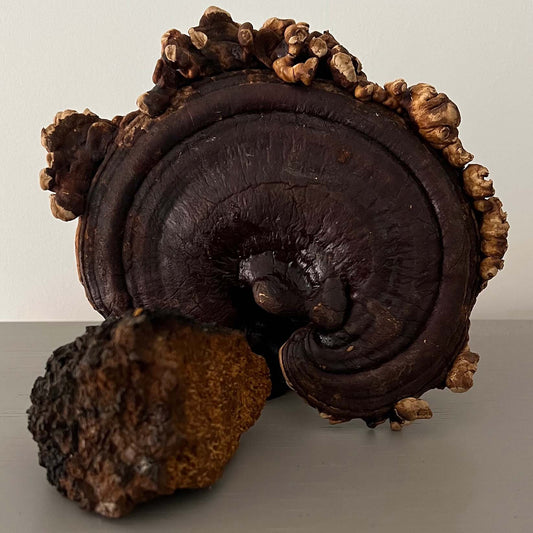Unveiling the Potent Powers of Reishi and Chaga: Nature's Healing Elixirs