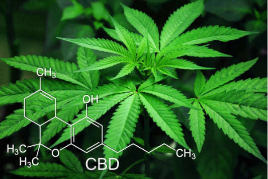 Exploring the Potential Benefits of CBD