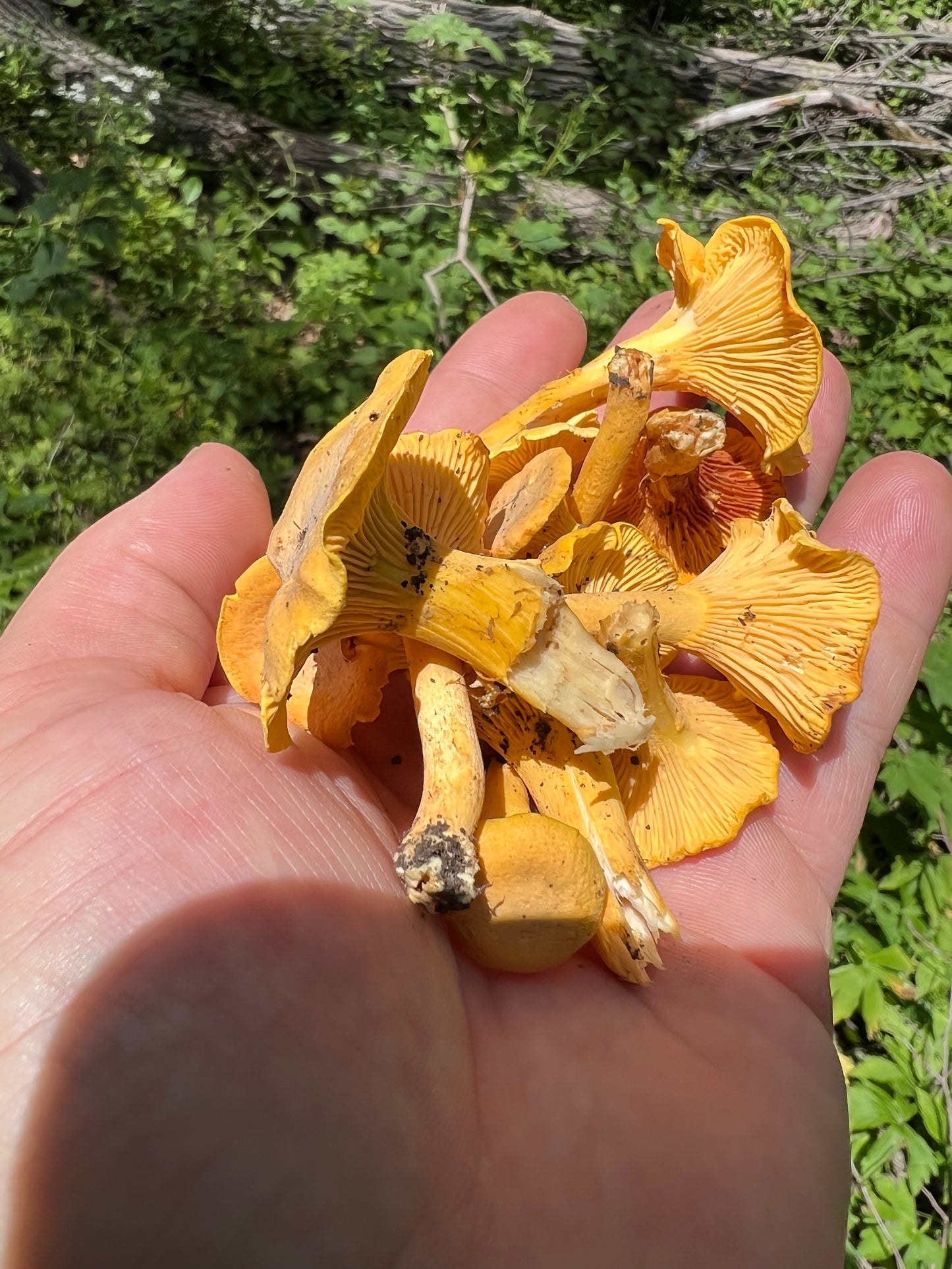 On Point Foraging Summer class