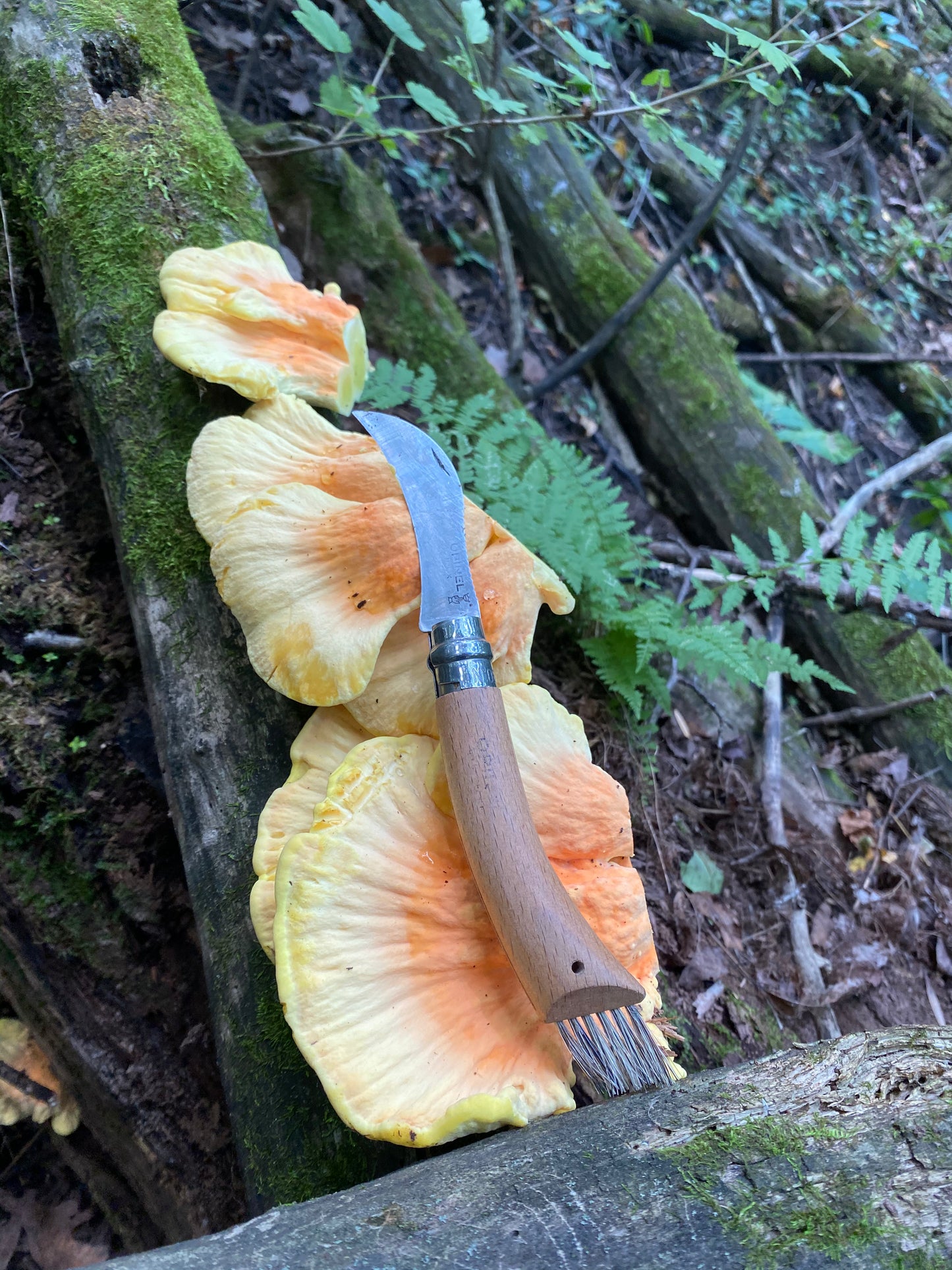 On Point Foraging Summer class