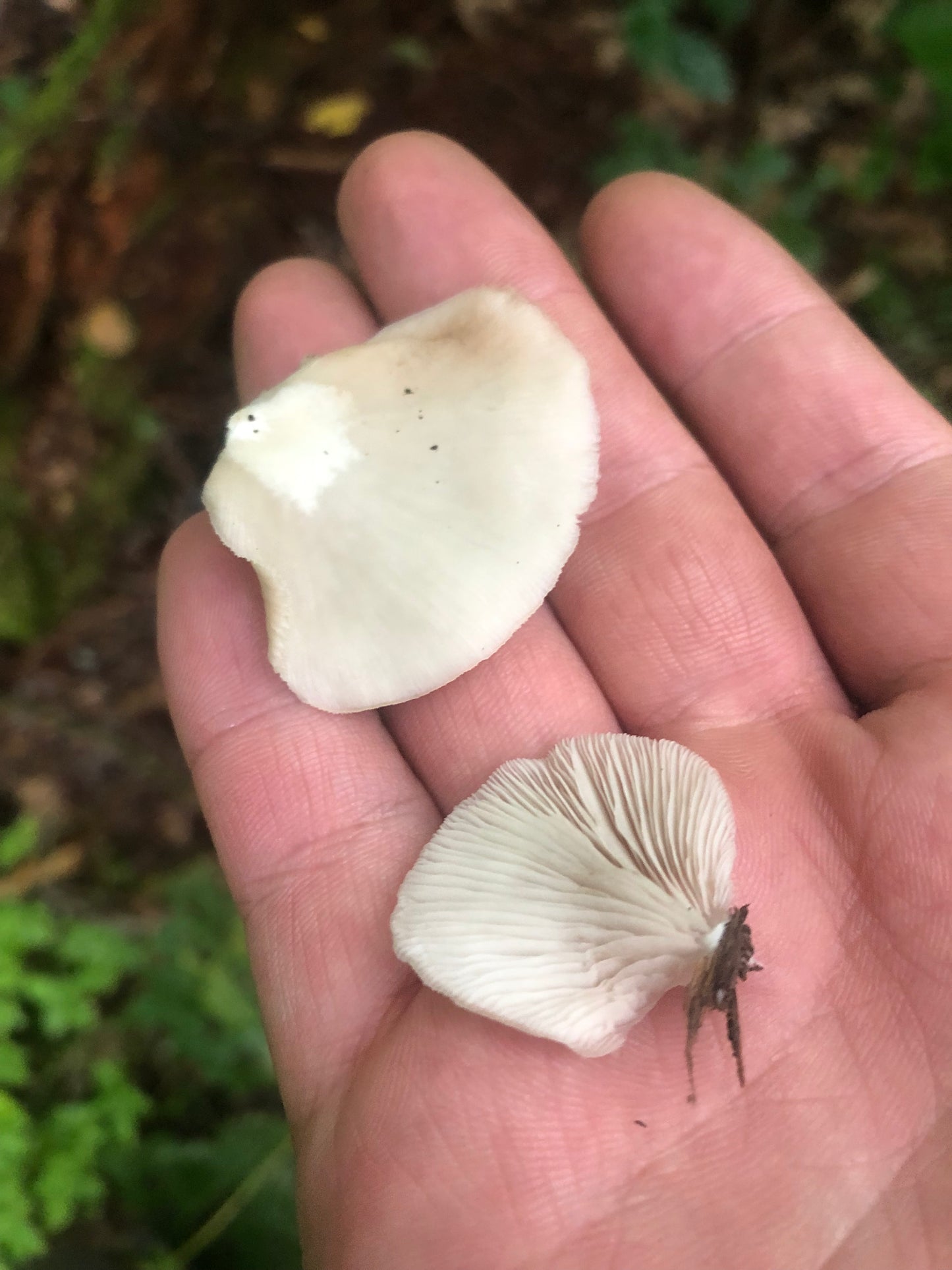 On Point Foraging Summer class