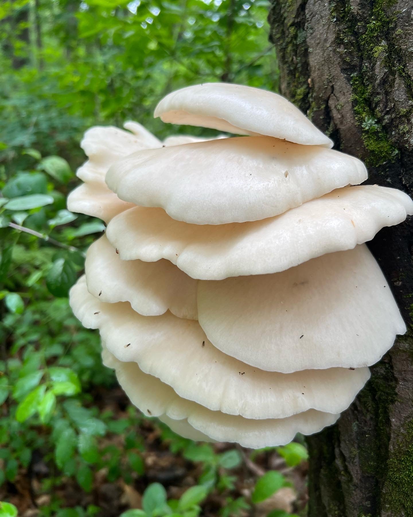 On Point Foraging Summer class