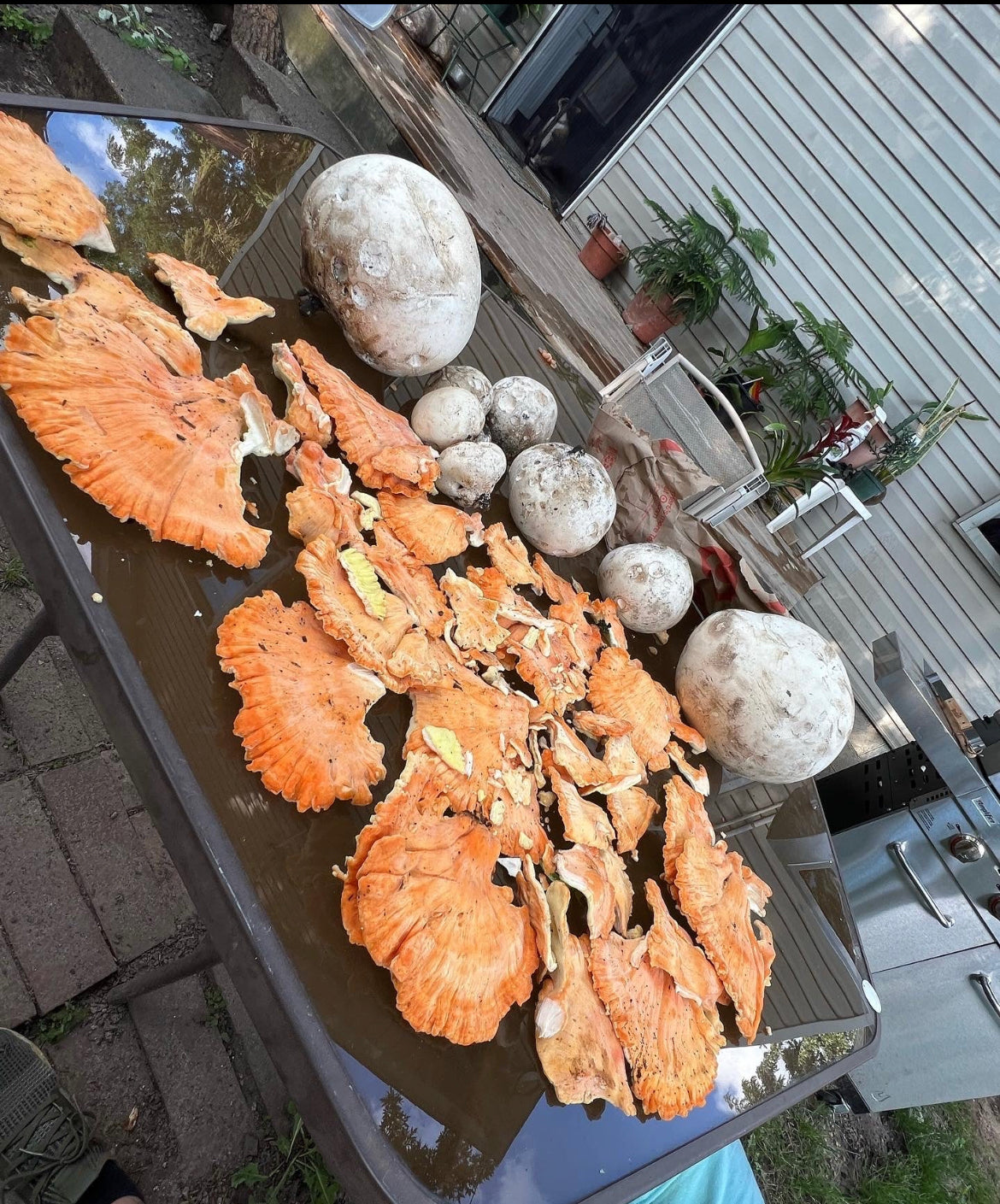 On Point Foraging Fall class