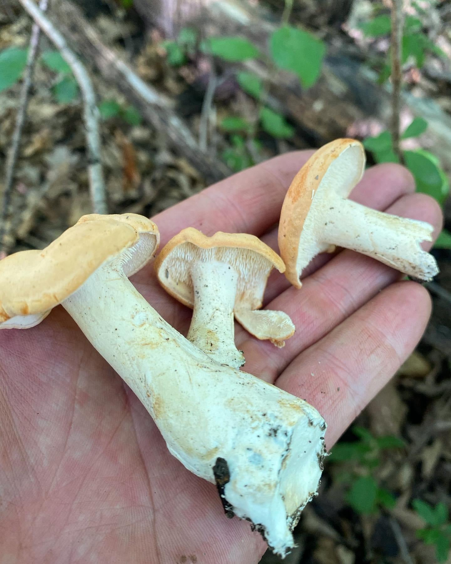 On Point Foraging Summer class