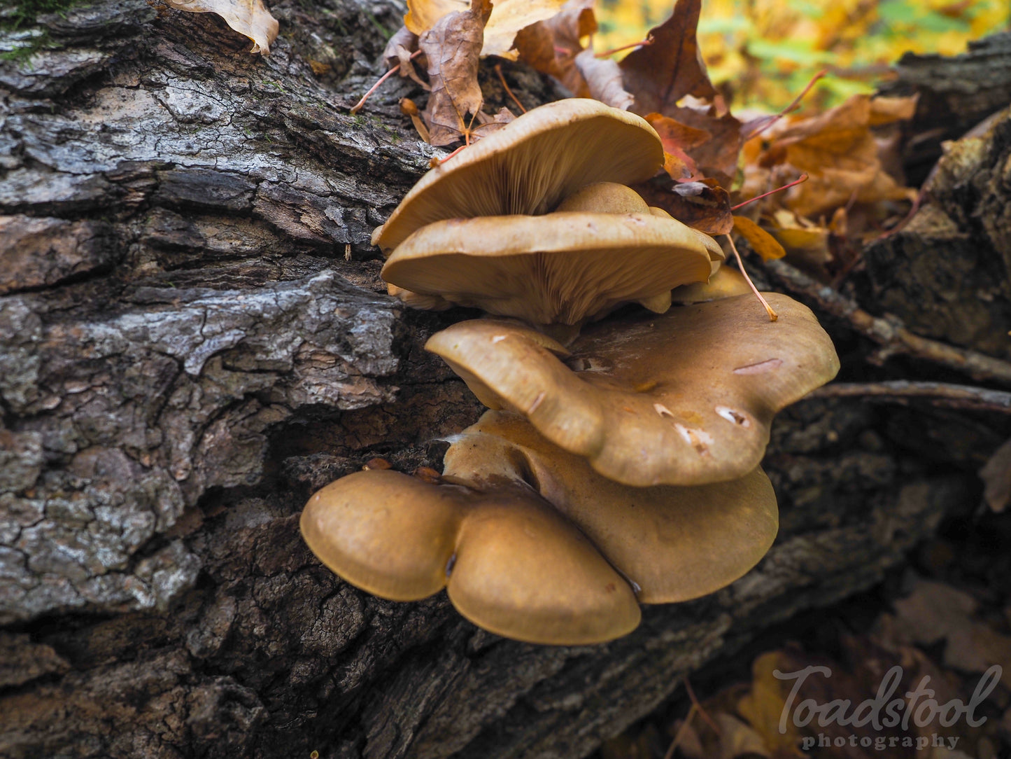 On Point Foraging Fall class