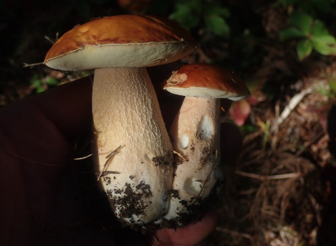 On Point Foraging Fall class