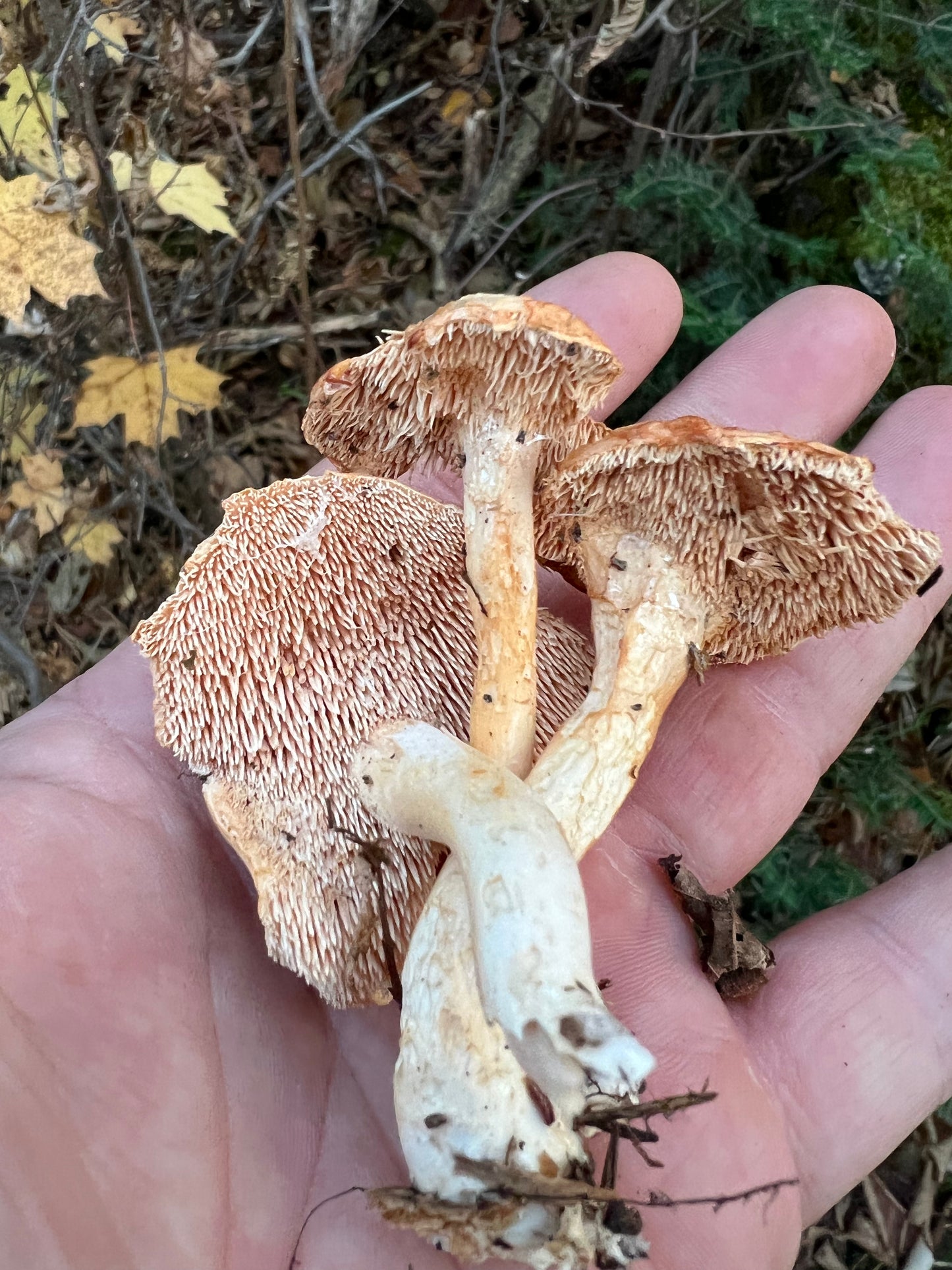 On Point Foraging Fall class