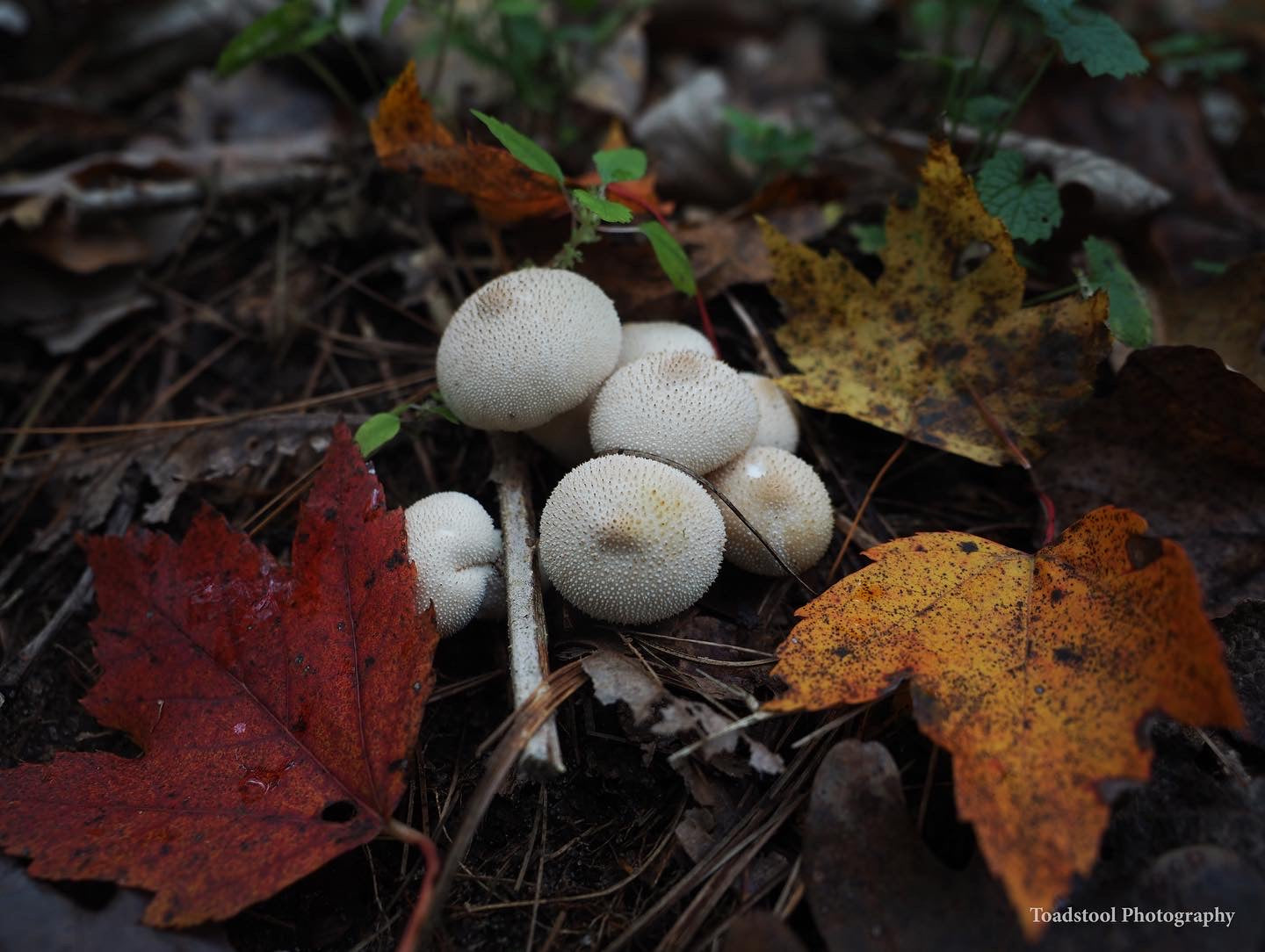 On Point Foraging Fall class