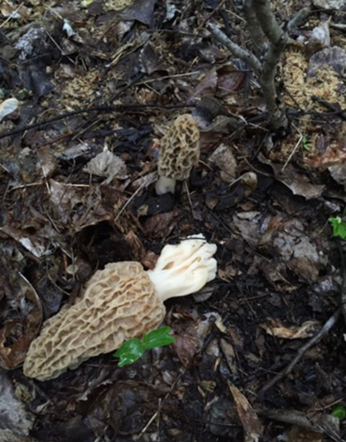 On Point Foraging Spring Classes