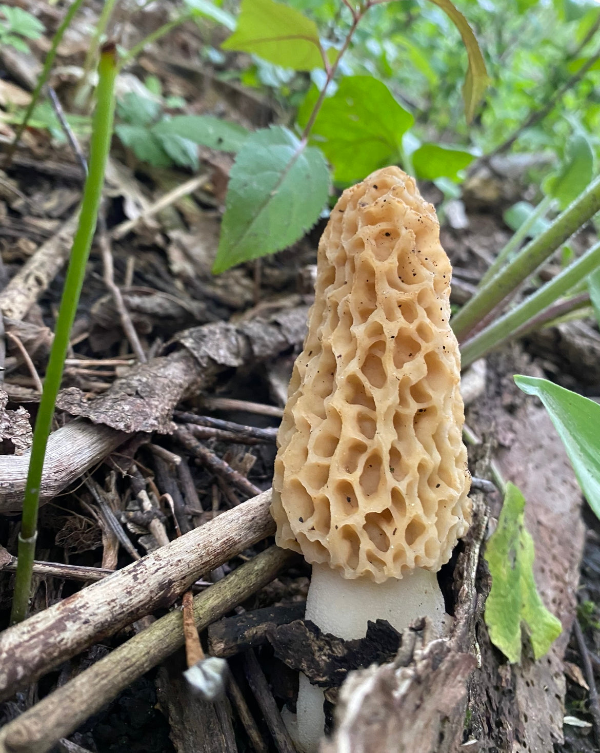 On Point Foraging Spring Classes