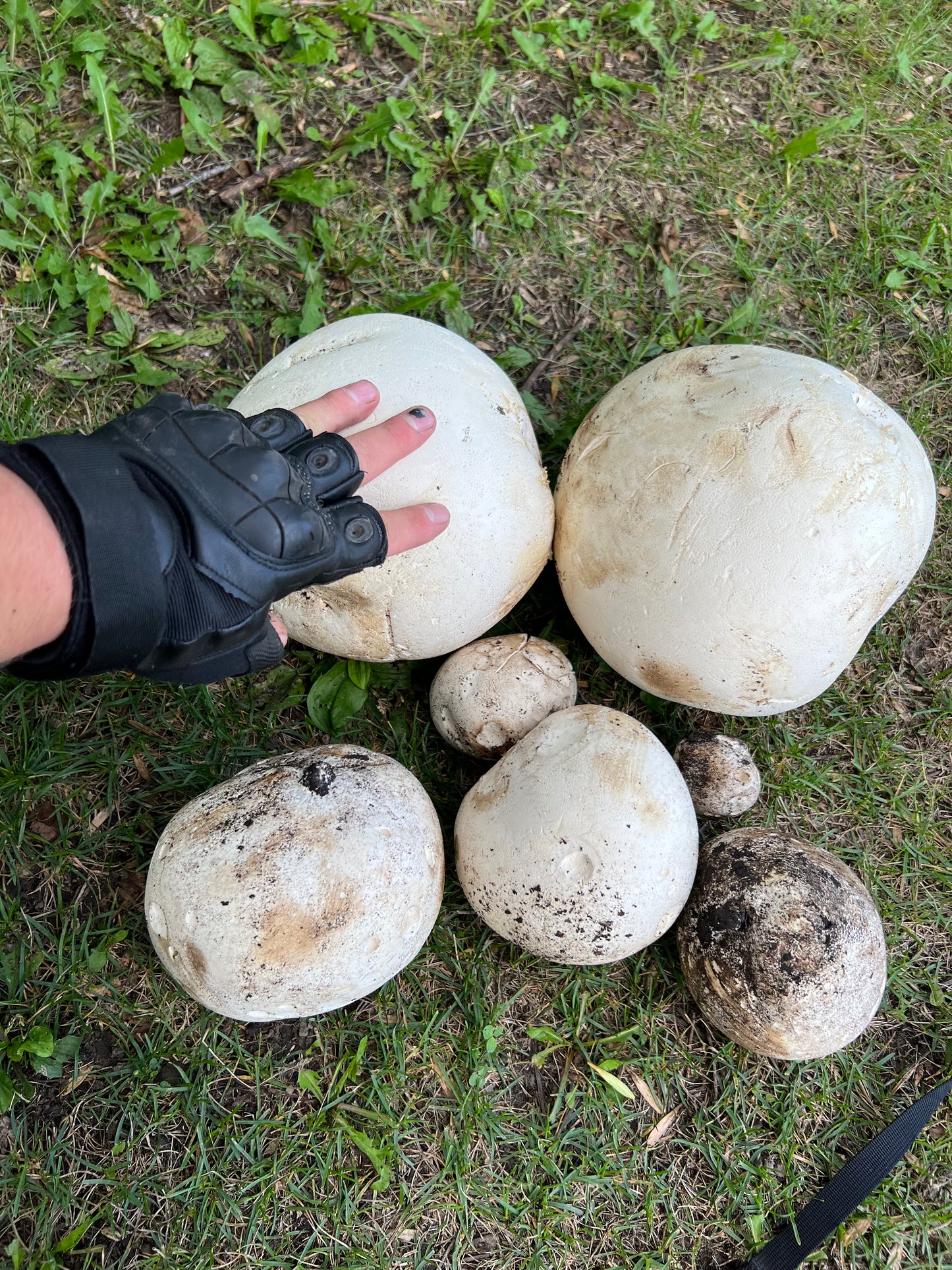 On Point Foraging Fall class