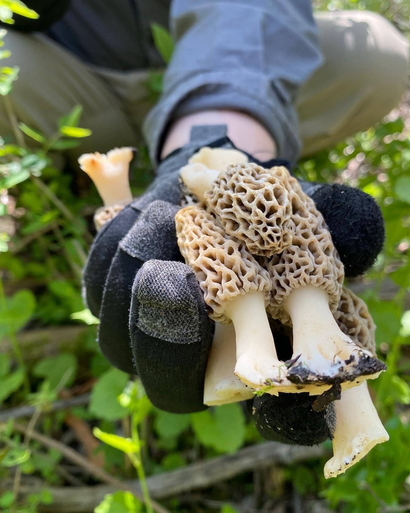 On Point Foraging Spring Classes