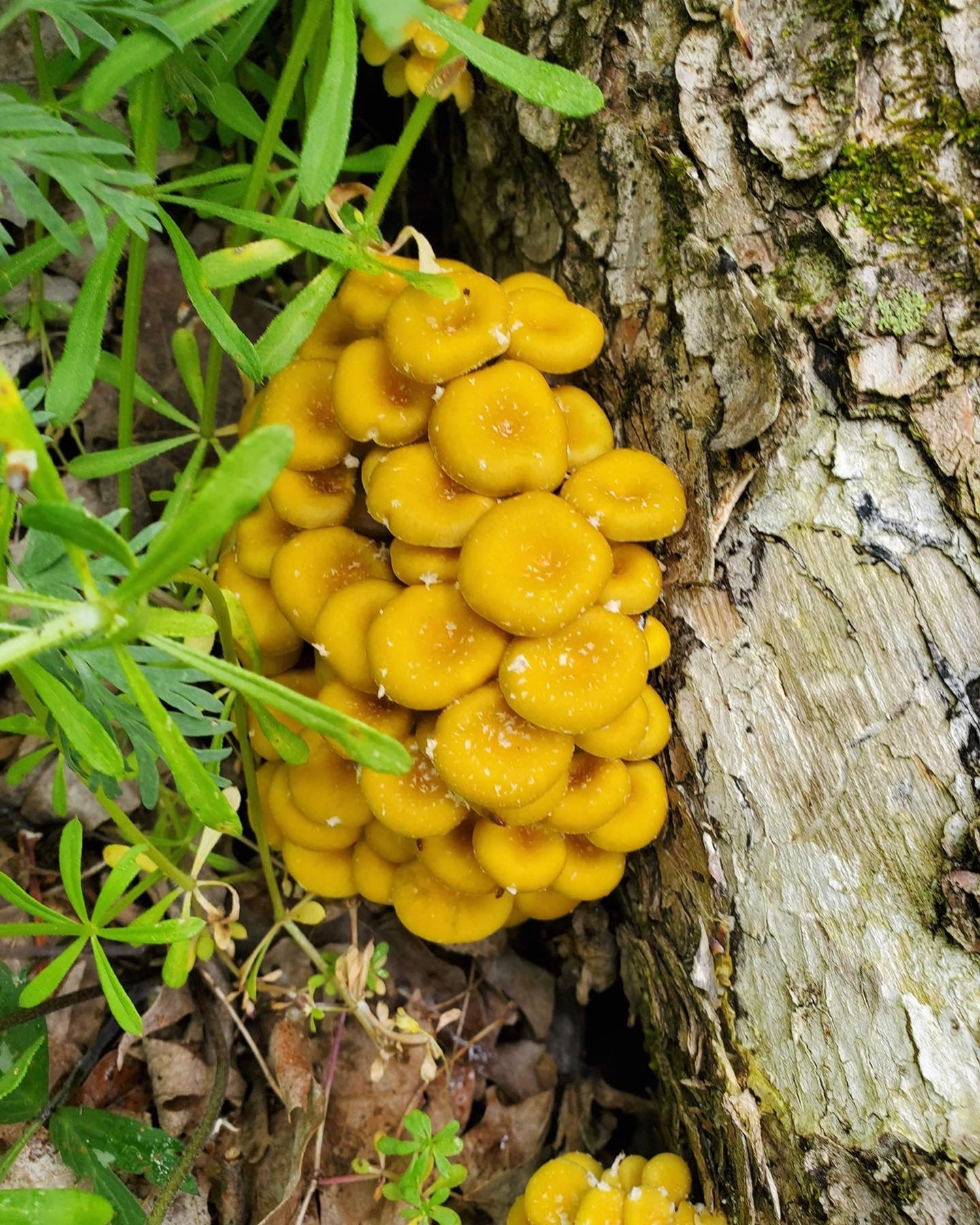 On Point Foraging Spring Classes