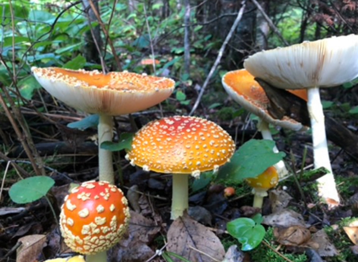 On Point Foraging Fall class