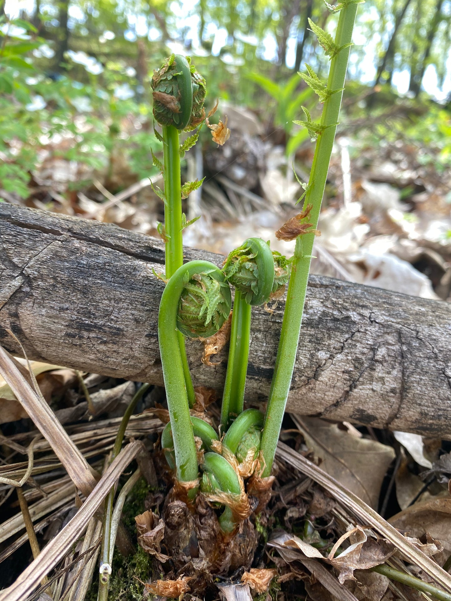 On Point Foraging Spring Classes