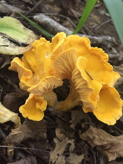 On Point Foraging Summer class