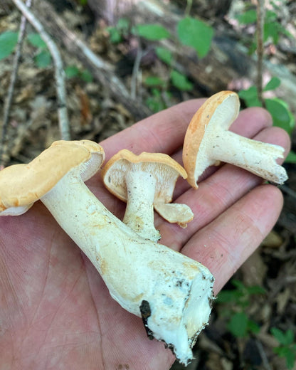 On Point Foraging Summer class