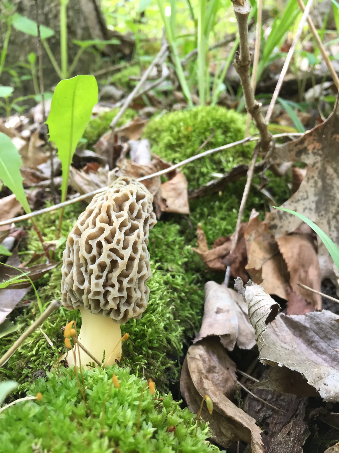 On Point Foraging Spring Classes