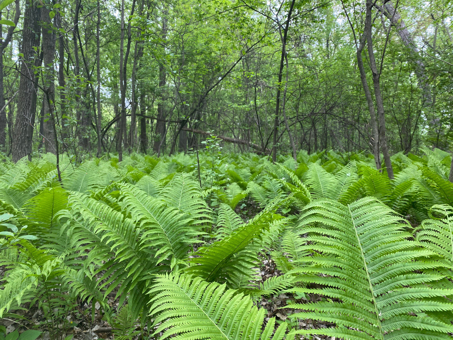 On Point Foraging Spring Classes