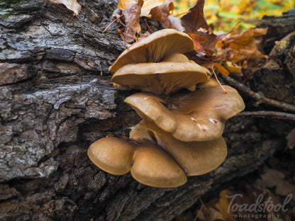 On Point Foraging Fall class