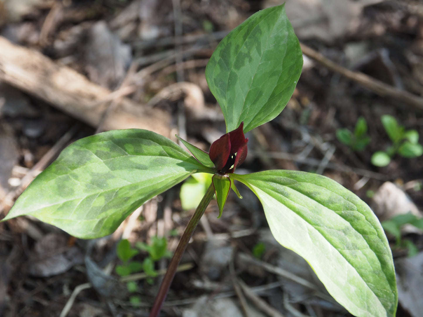 On Point Foraging Spring Classes