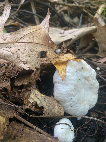 On Point Foraging Fall class