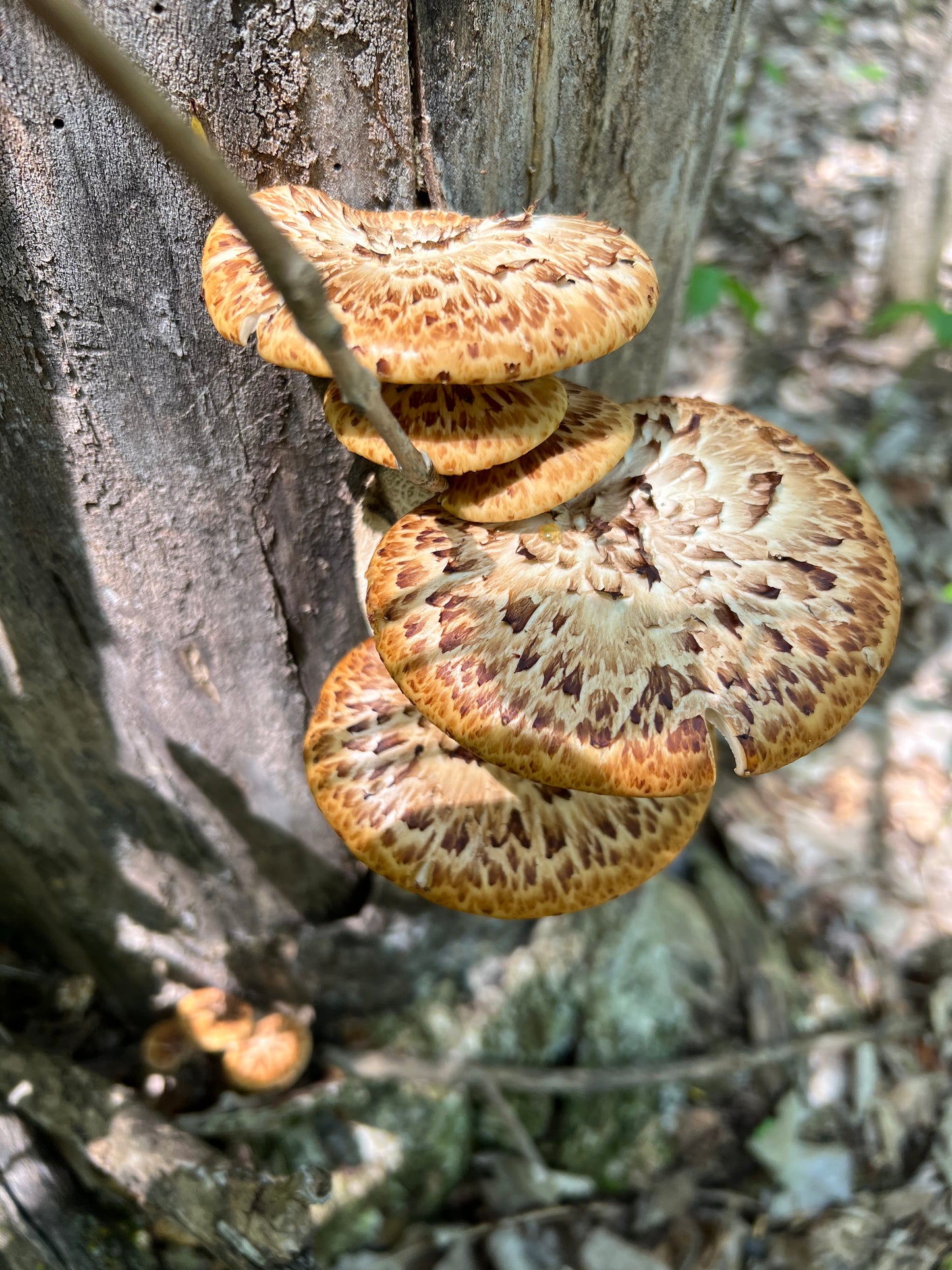 On Point Foraging Spring Classes