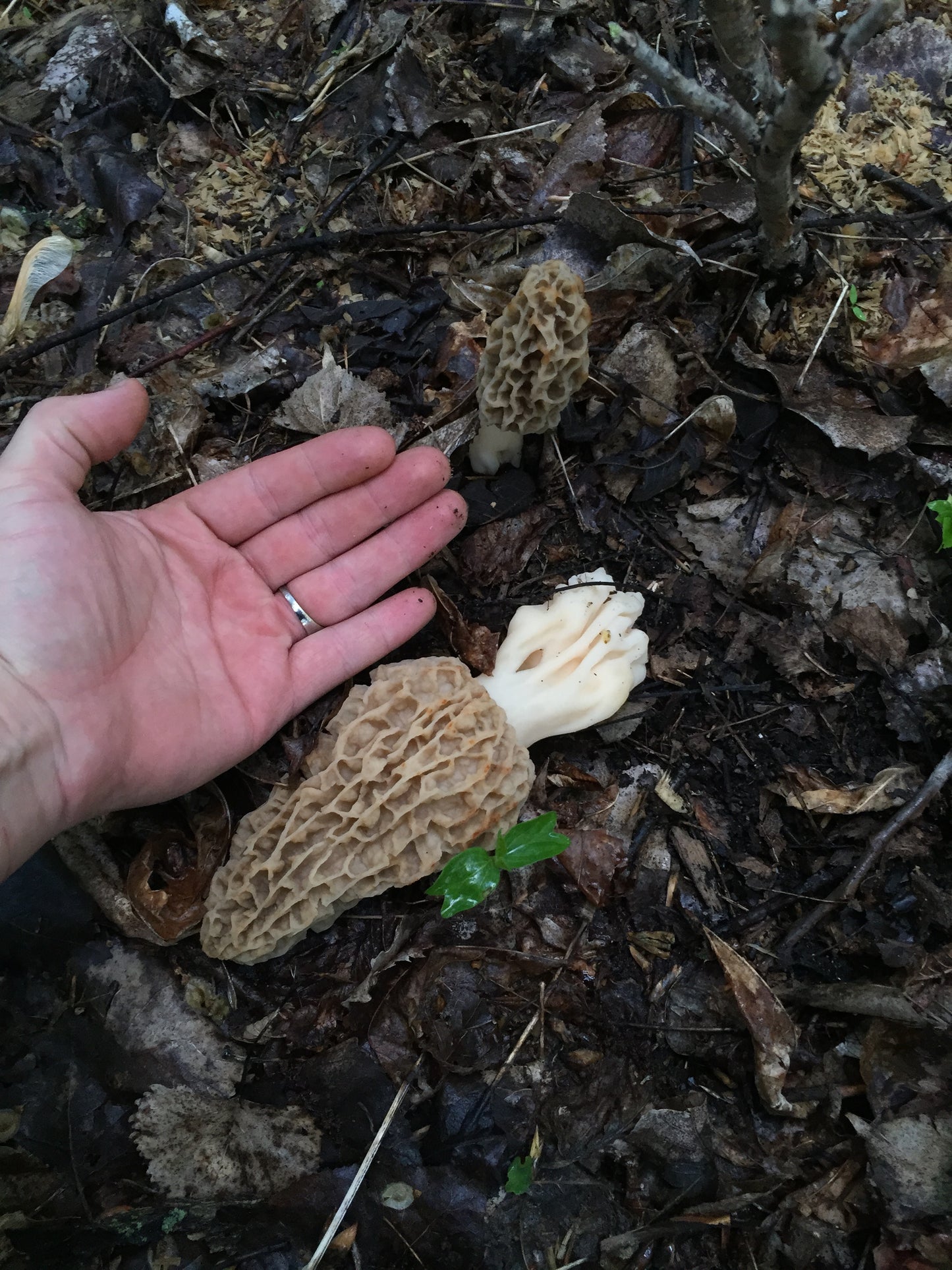 On Point Foraging Spring Classes