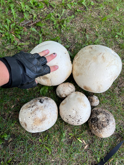 On Point Foraging Fall class