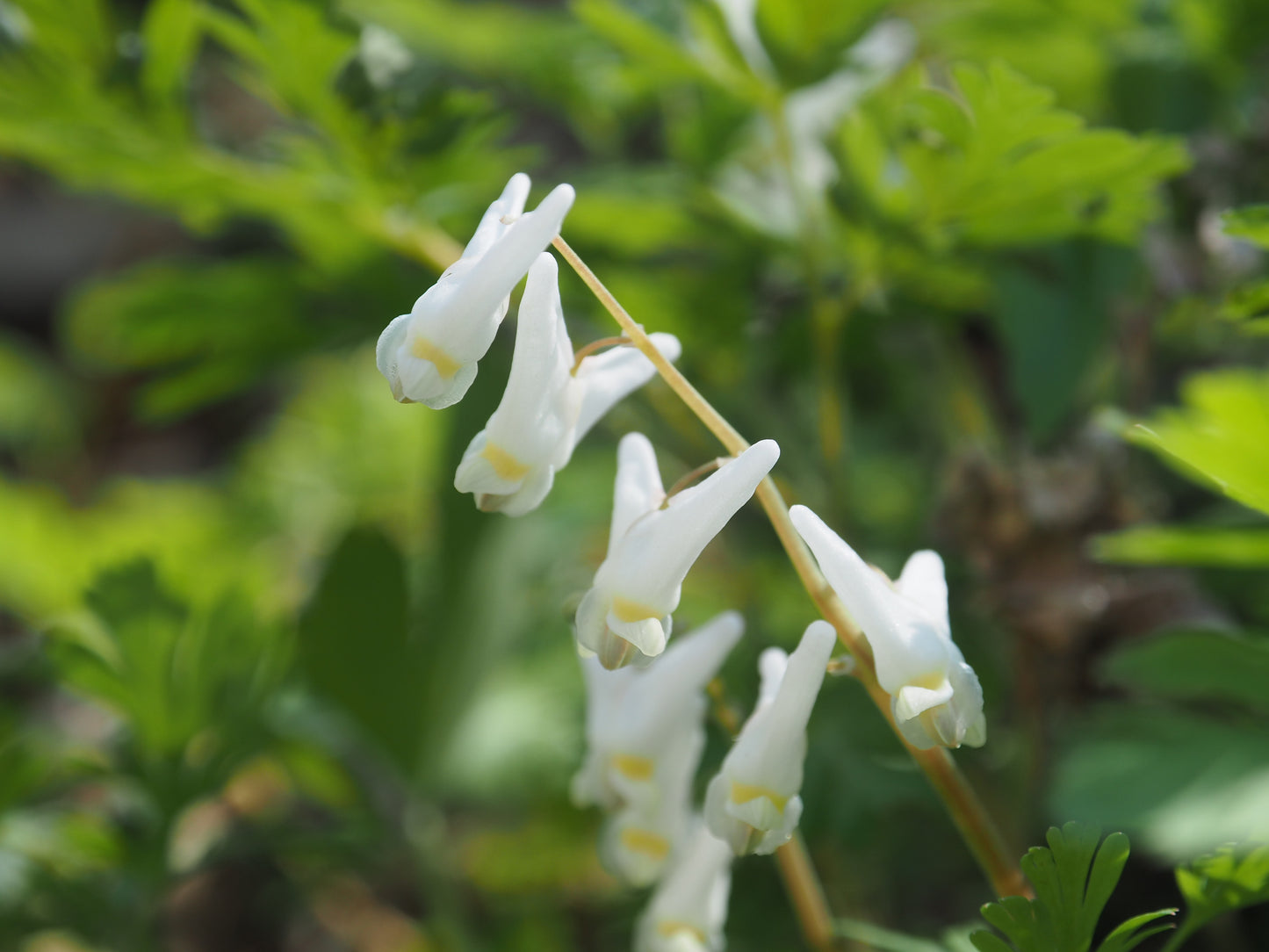 On Point Foraging Spring Classes