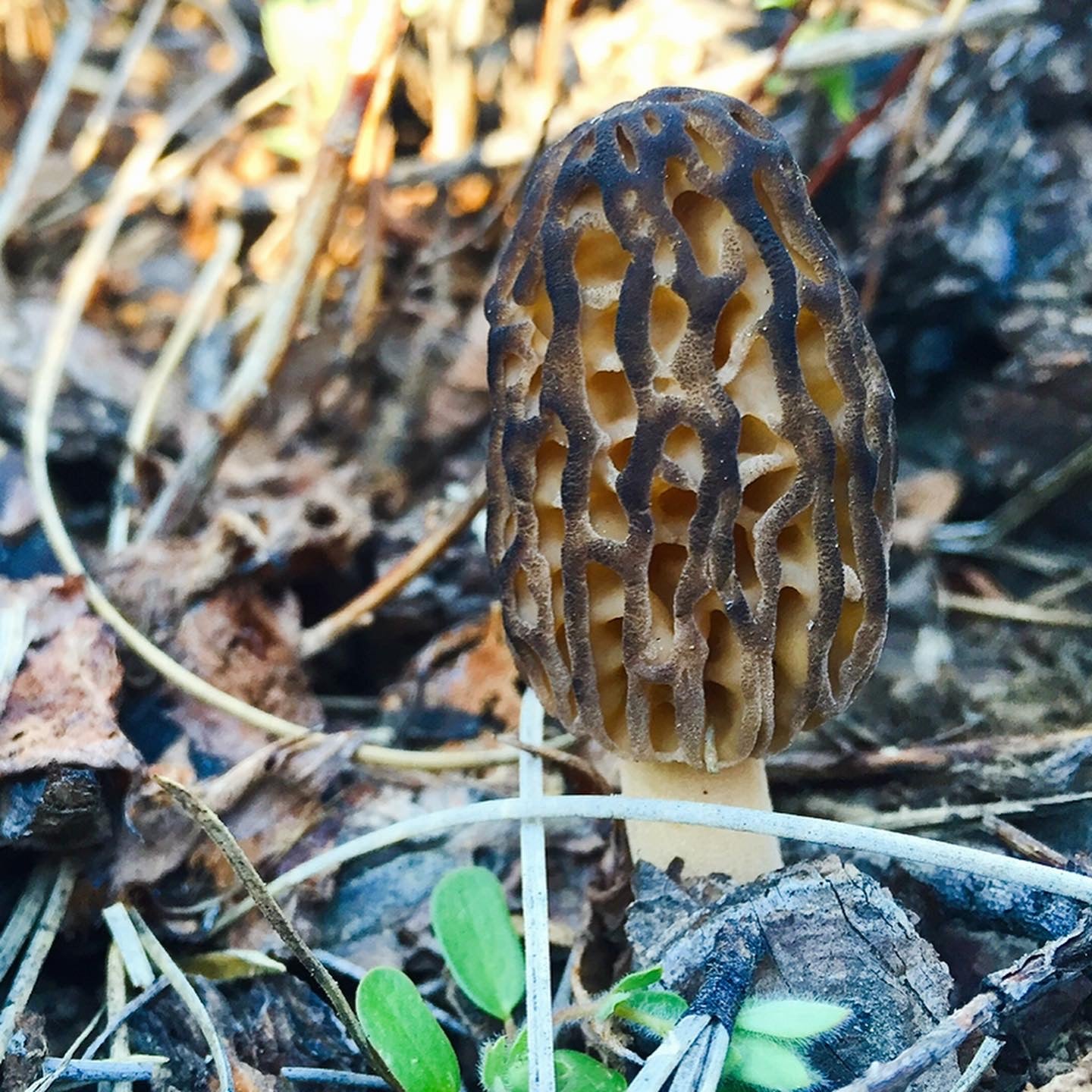 On Point Foraging Spring Classes