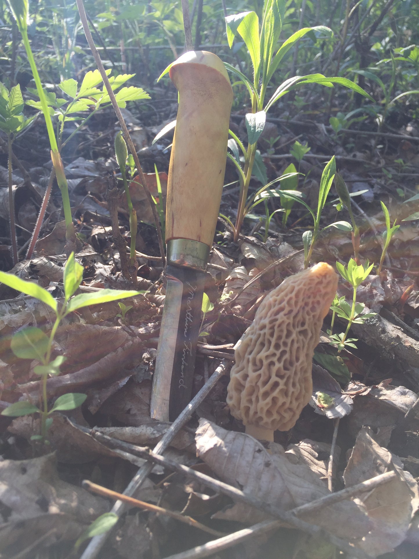 On Point Foraging Spring Classes