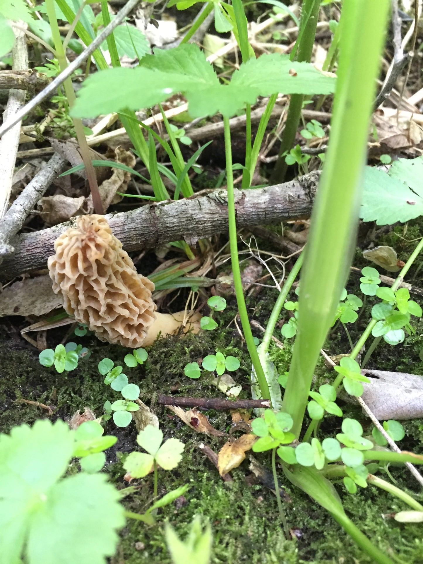 On Point Foraging Spring Classes